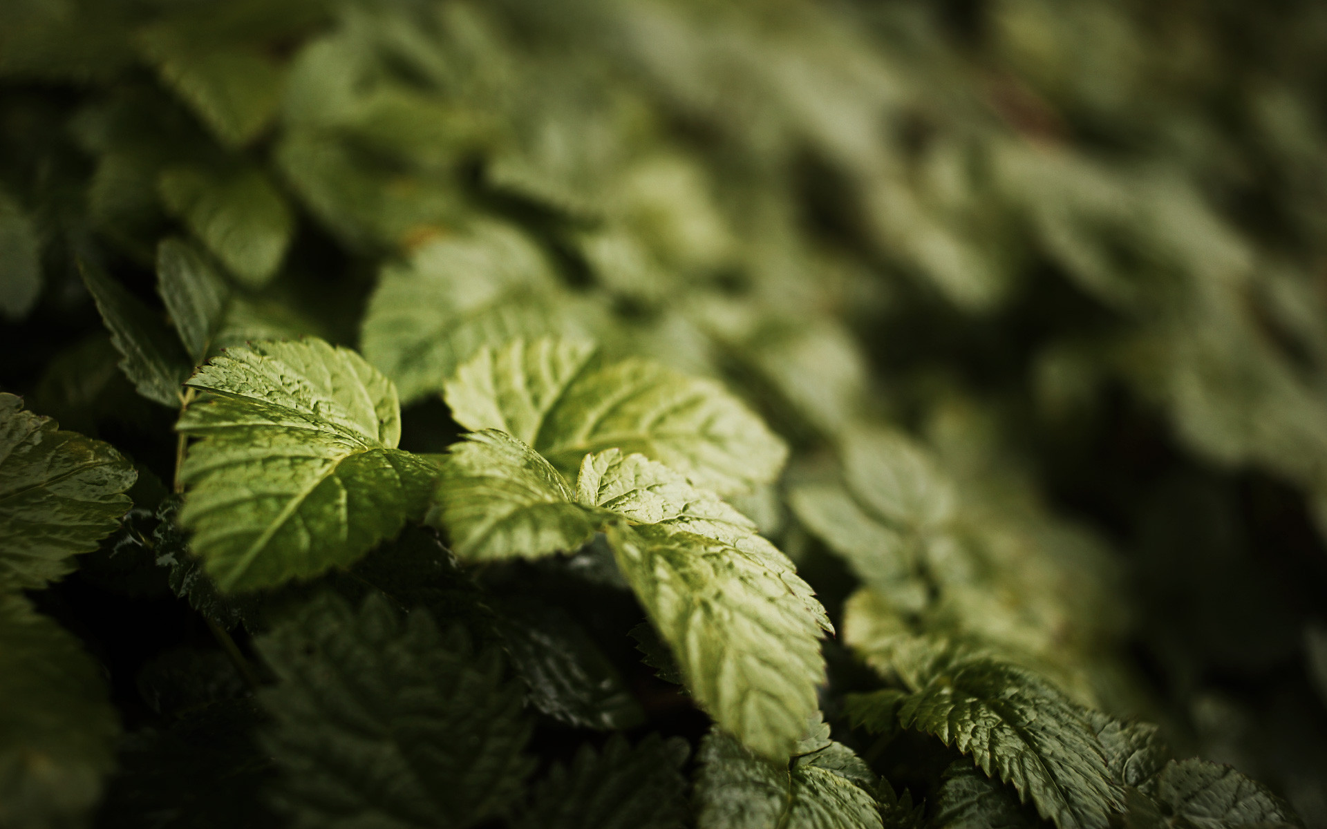 1920 x 1080 HD Wallpapers 1619